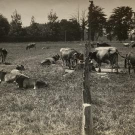 Rotational grazing in the Waikato region