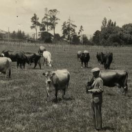 Cows on a Waikato farm