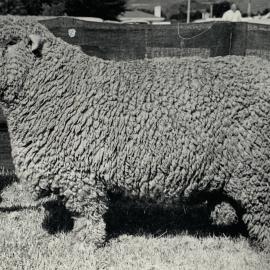 Sheep with a value of 1600 guineas