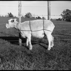 Sheep tethering using full body straps: side view