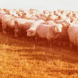 Flock of sheep behind a fence line