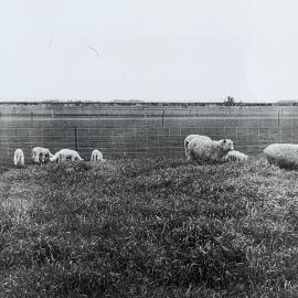 Sheep grazing paddocks - 7 of 12