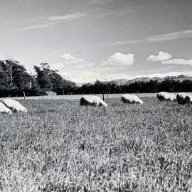 Sheep grazing paddocks - 6 of 12