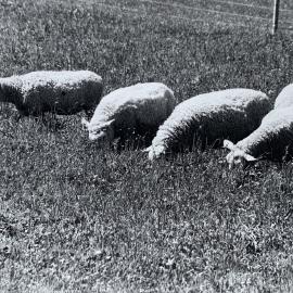 Sheep grazing paddocks - 5 of 12
