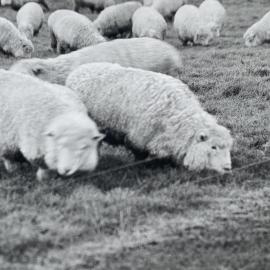 Sheep grazing paddocks - 4 of 12