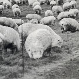 Sheep grazing paddocks - 3 of 12