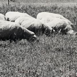 Sheep grazing paddocks - 2 of 12
