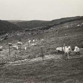 Sheep grazing paddocks - 1 of 12