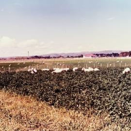 Sheep grazing a forage crop