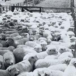 Sheep standing up against a farm gate