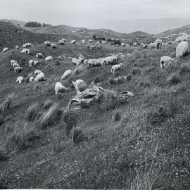 Sheep on hill slopes
