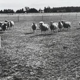 Sheep grazing paddocks - 11 of 12