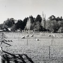 Sheep grazing paddocks - 10 of 12