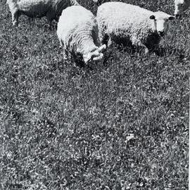 Four sheep grazing