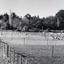 Sheep grazing paddocks - 12 of 12
