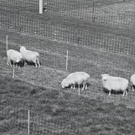 Sheep grazing paddocks - 9 of 12