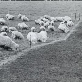 Sheep grazing paddocks - 8 of 12