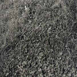 Tordon spray trial - 1 of 5