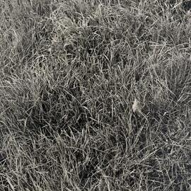 Tordon spray trial - 2 of 5