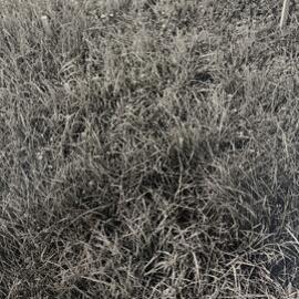 Tordon spray trial - 3 of 5