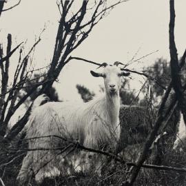 Goat staring into camera