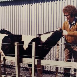 Beef drenching at Aorangi - 2 of 2