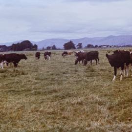 Cows in paddock on Field Day