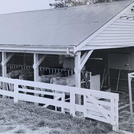 Dairying at Levin - 1 of 4
