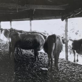 Dairying at Levin - 2 of 4