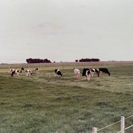 Dairy Farm at Levin - 1 of 3