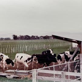 Dairy Farm at Levin - 2 of 3