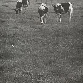 Black and white cows