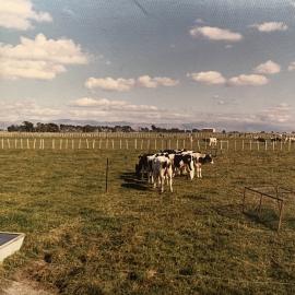 Black and white cows at Levin
