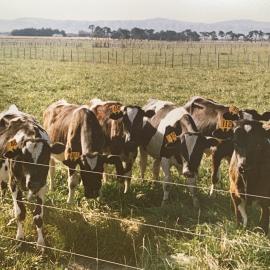 Cows with tagged ears