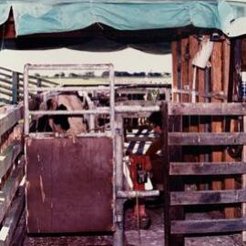 Cow in a cattle crush