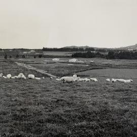 Kaikohe Farm 1959 - 1 of 13