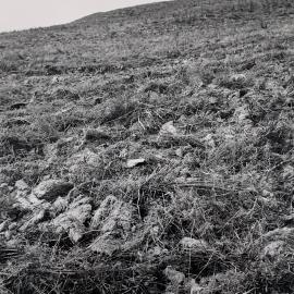 Kaikohe Farm 1959 - 9 of 13