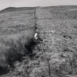 Kaikohe Farm 1959 - 7 of 13