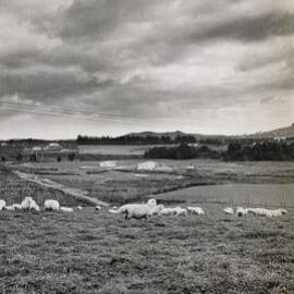Kaikohe Farm 1959 - 10 of 13