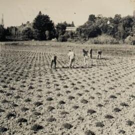 Spaced plants at Grasslands - 4 of 7