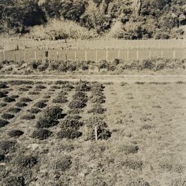 Spaced plants at Grasslands - 3 of 7