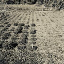 Spaced plants at Grasslands - 2 of 7