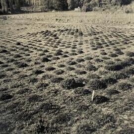 Spaced plants at Grasslands - 1 of 7