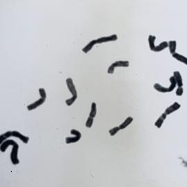 Leaf squash - 3 of 4