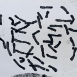 Leaf squash - 1 of 4