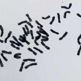 Leaf squash - 4 of 4