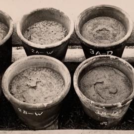 Pots holding raw earth - worm activity 