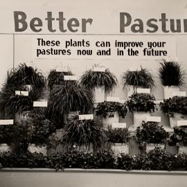 Plant display - 1 of 2