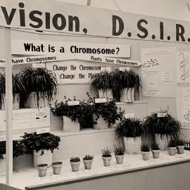 Plant display - 2 of 2