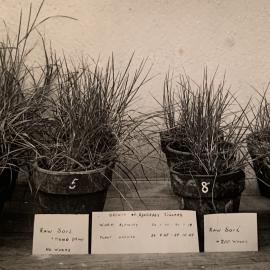 Growth of Ryegrass Tillers